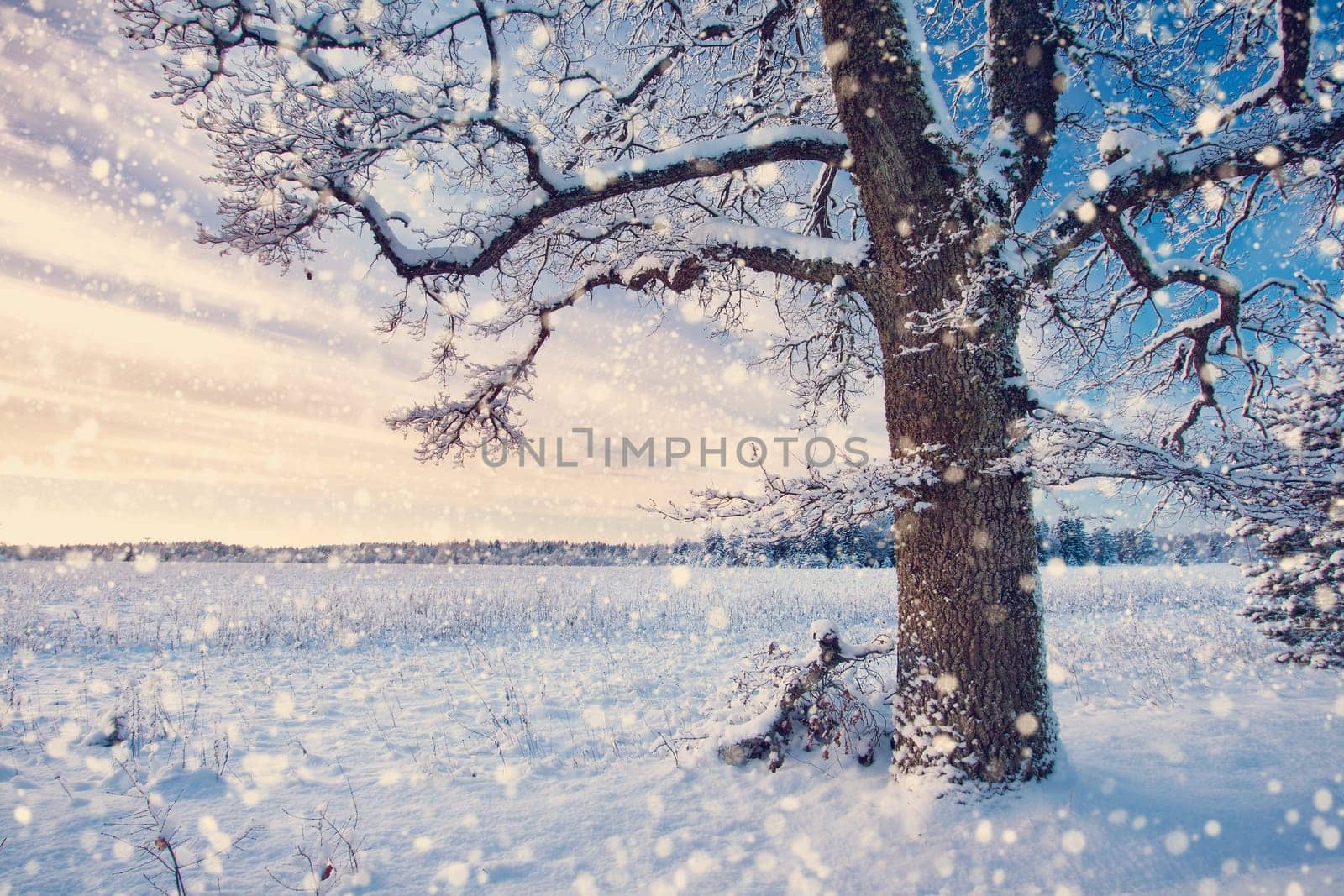 Beautiful tree in winter landscape in late evening at snowfall