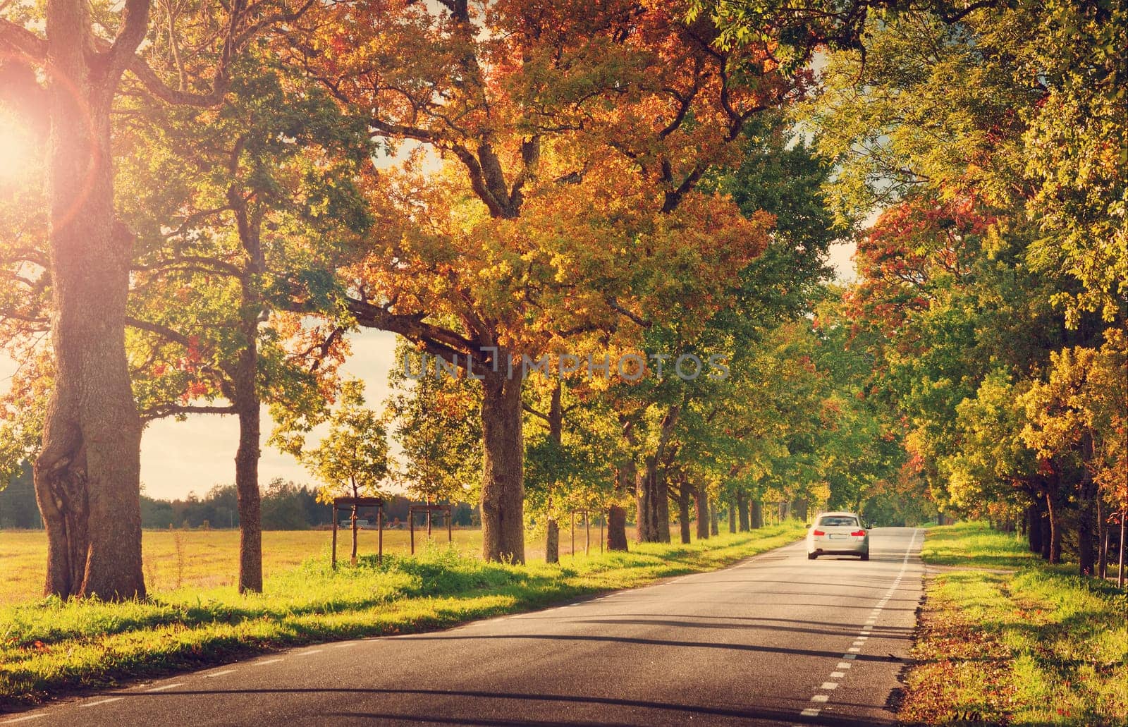 old asphalt road with beautiful trees on the sides in autumn