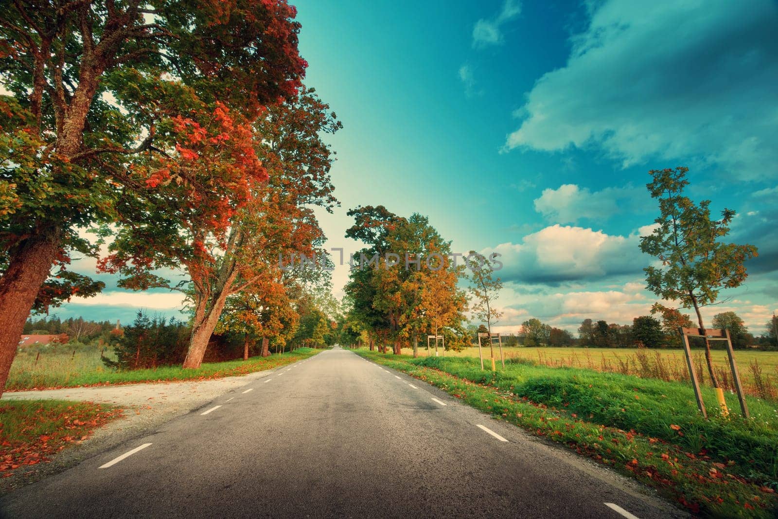 asphalt road with beautiful trees on the sides in autumn