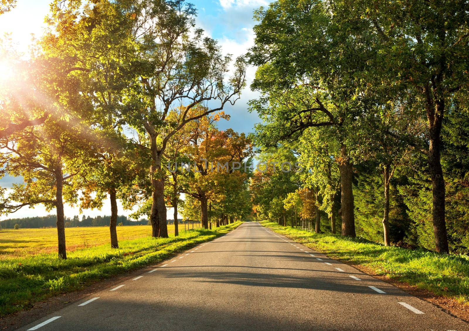 asphalt road with beautiful trees on the sides in autumn