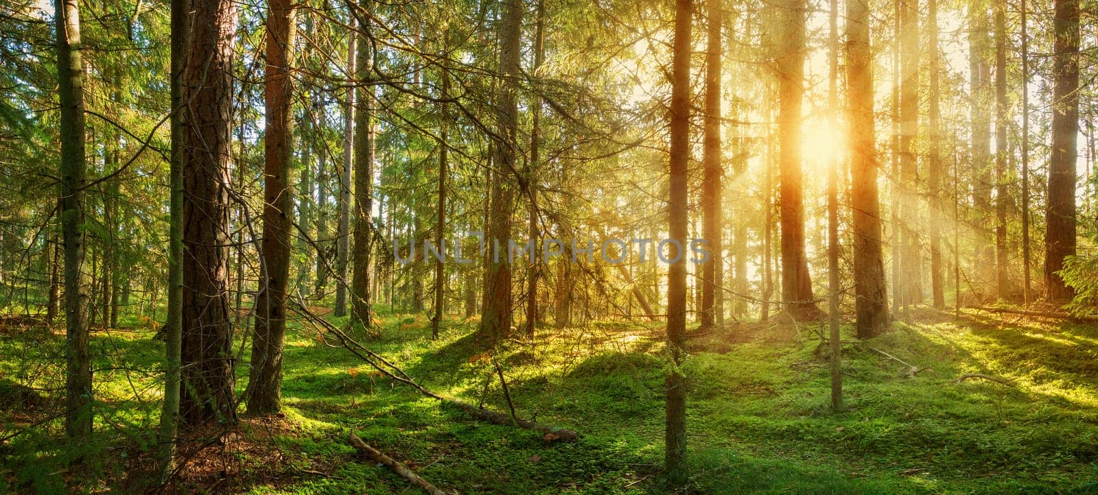 Lahemaa national park forest in september. Fir tree woods in early morning with beautiful sunlight