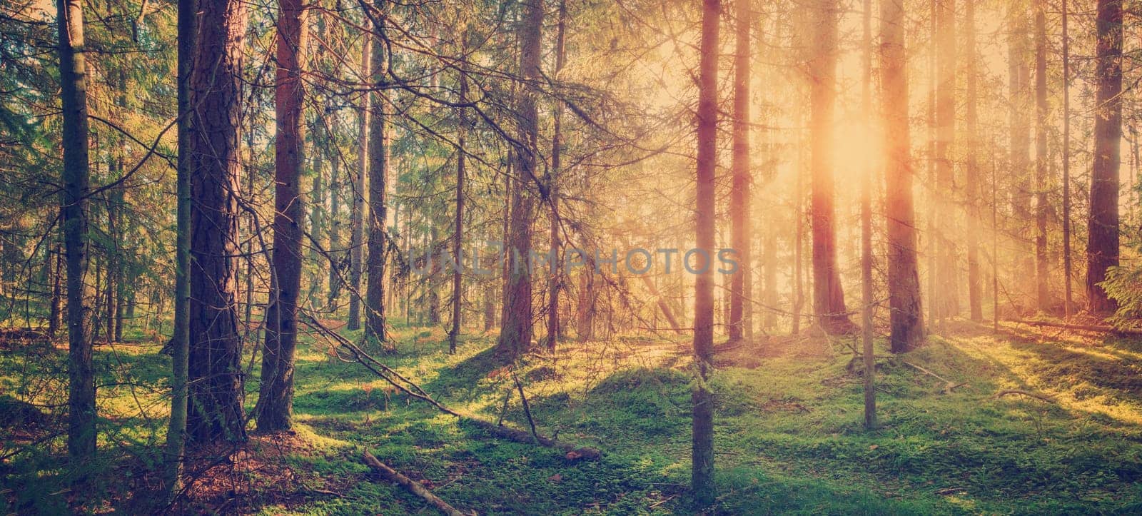Lahemaa national park forest in september. Fir tree woods in early morning with beautiful sunlight