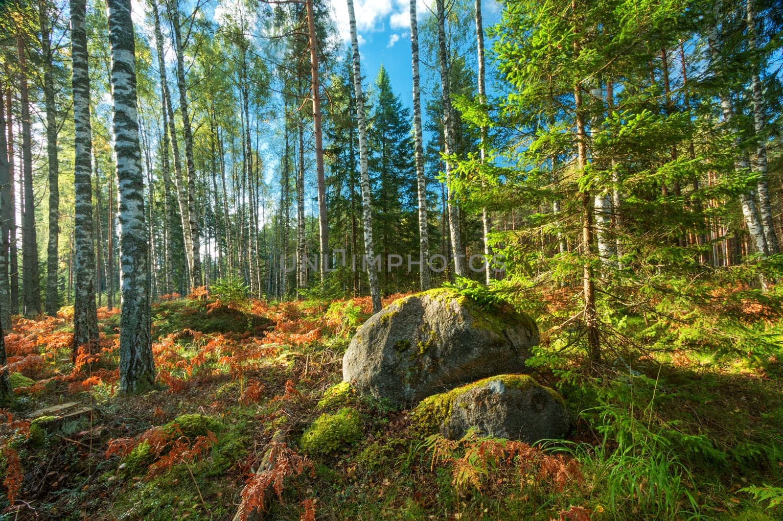 birch and fir forest panorama in autumn