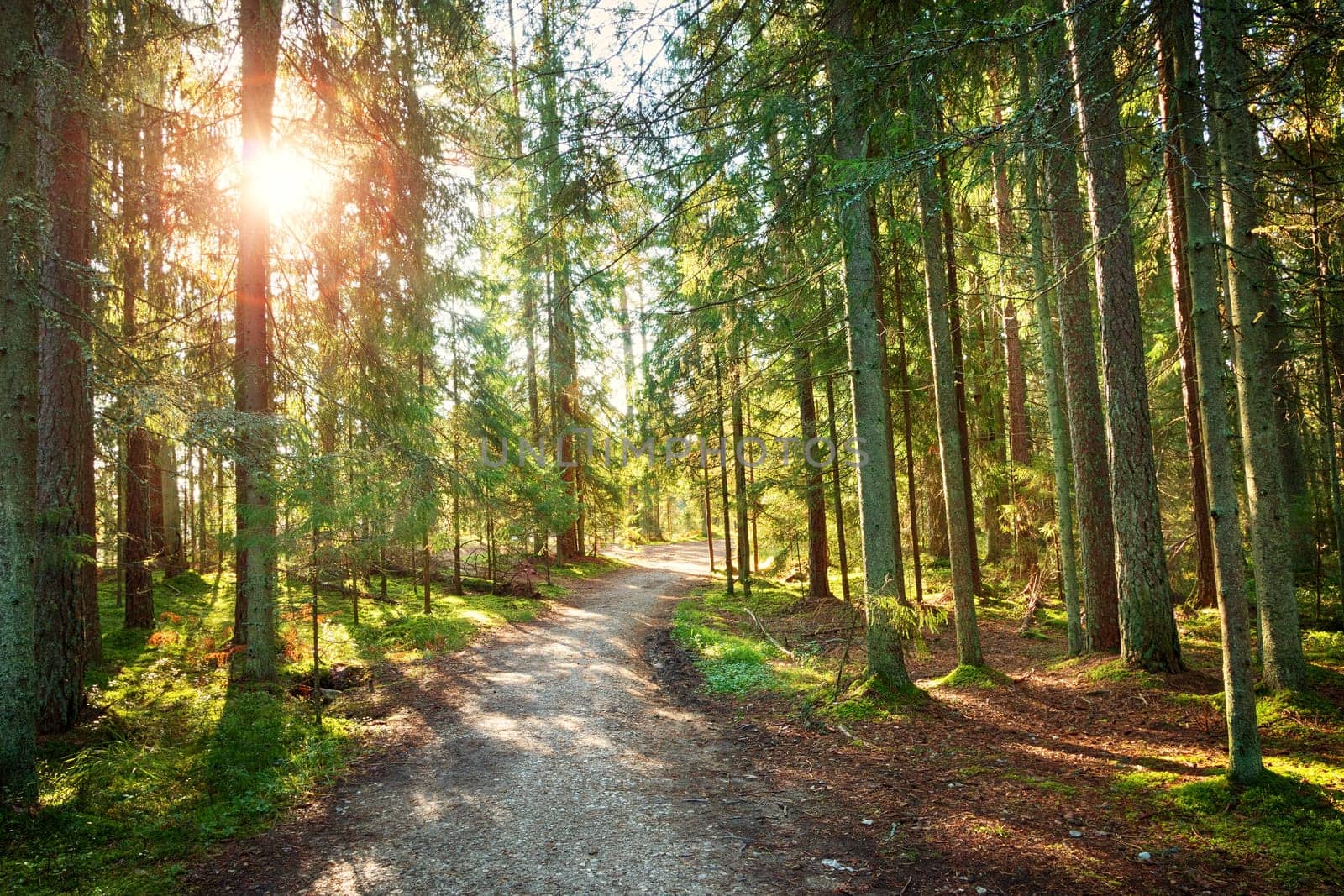 Lahemaa national park forest in september. Fir tree woods in early morning with beautiful sunlight