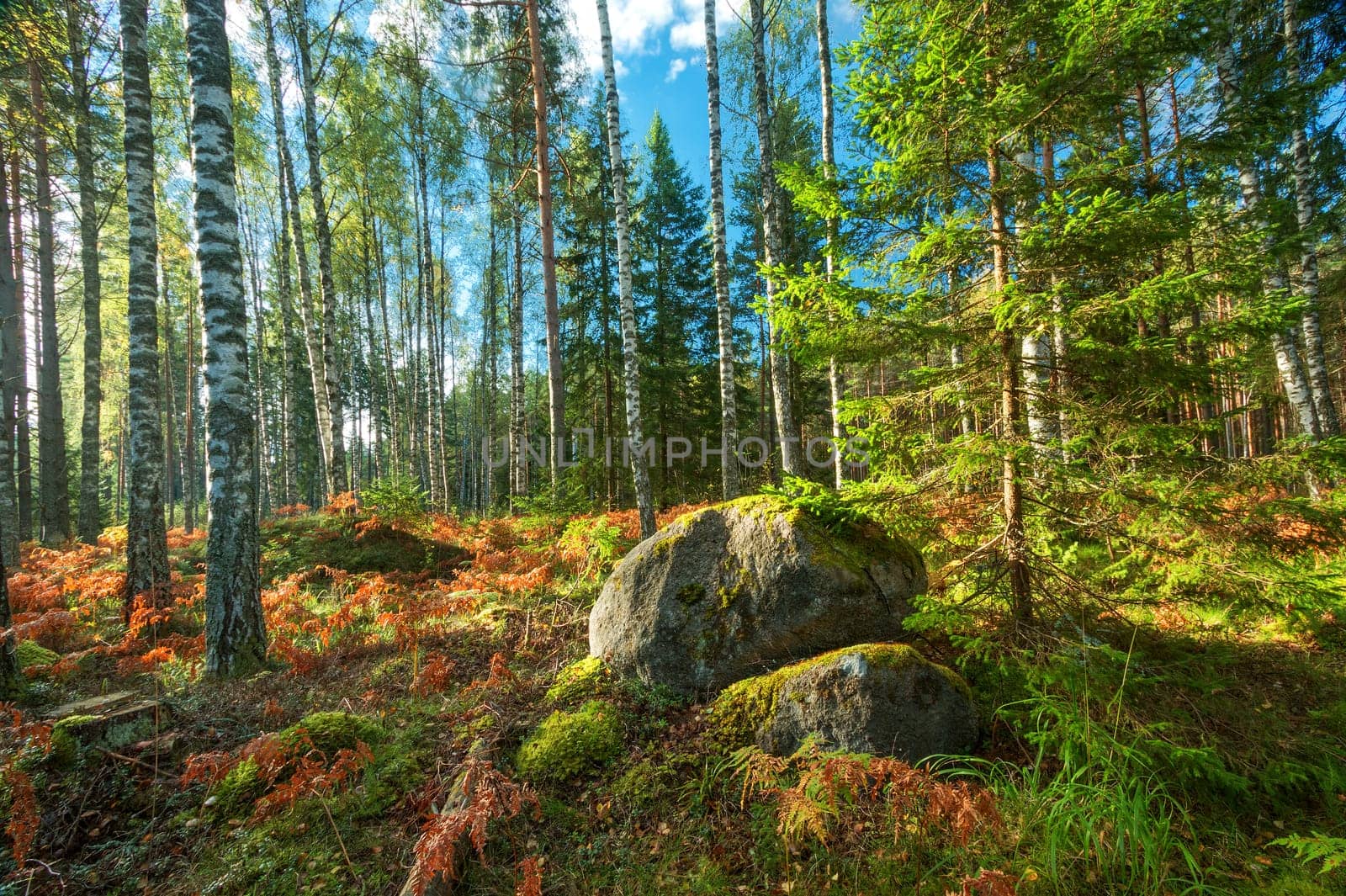 birch and fir forest panorama in autumn