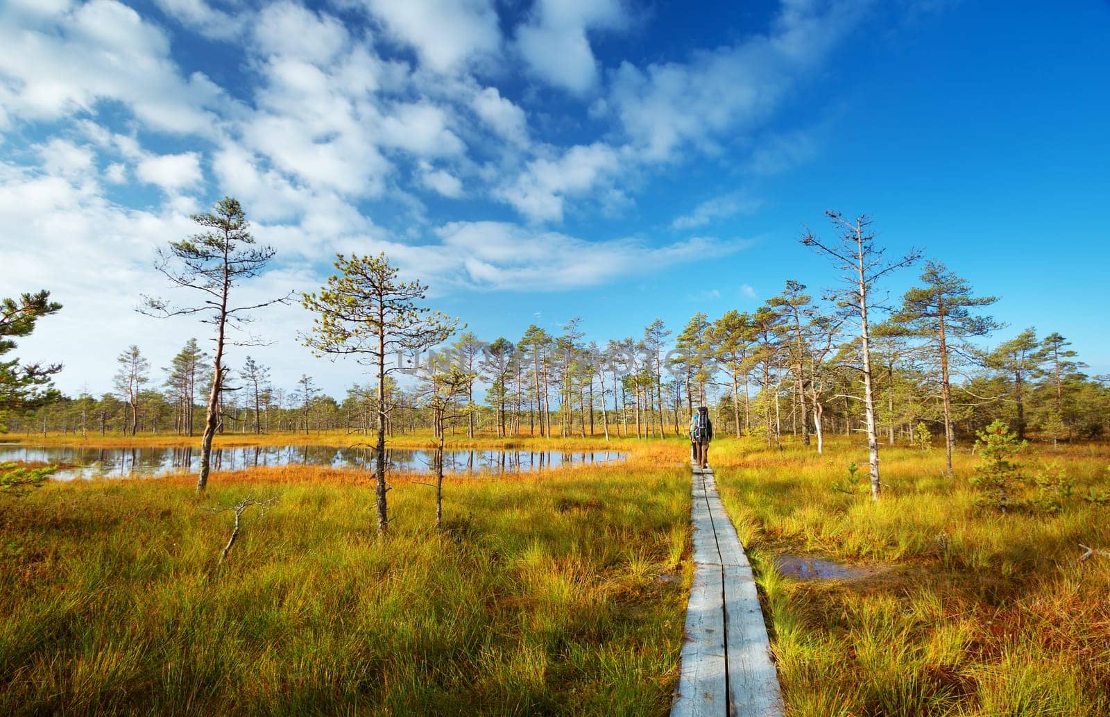 Viru bogs at Lahemaa national park in autumn. People hiking outdoors in wild nature