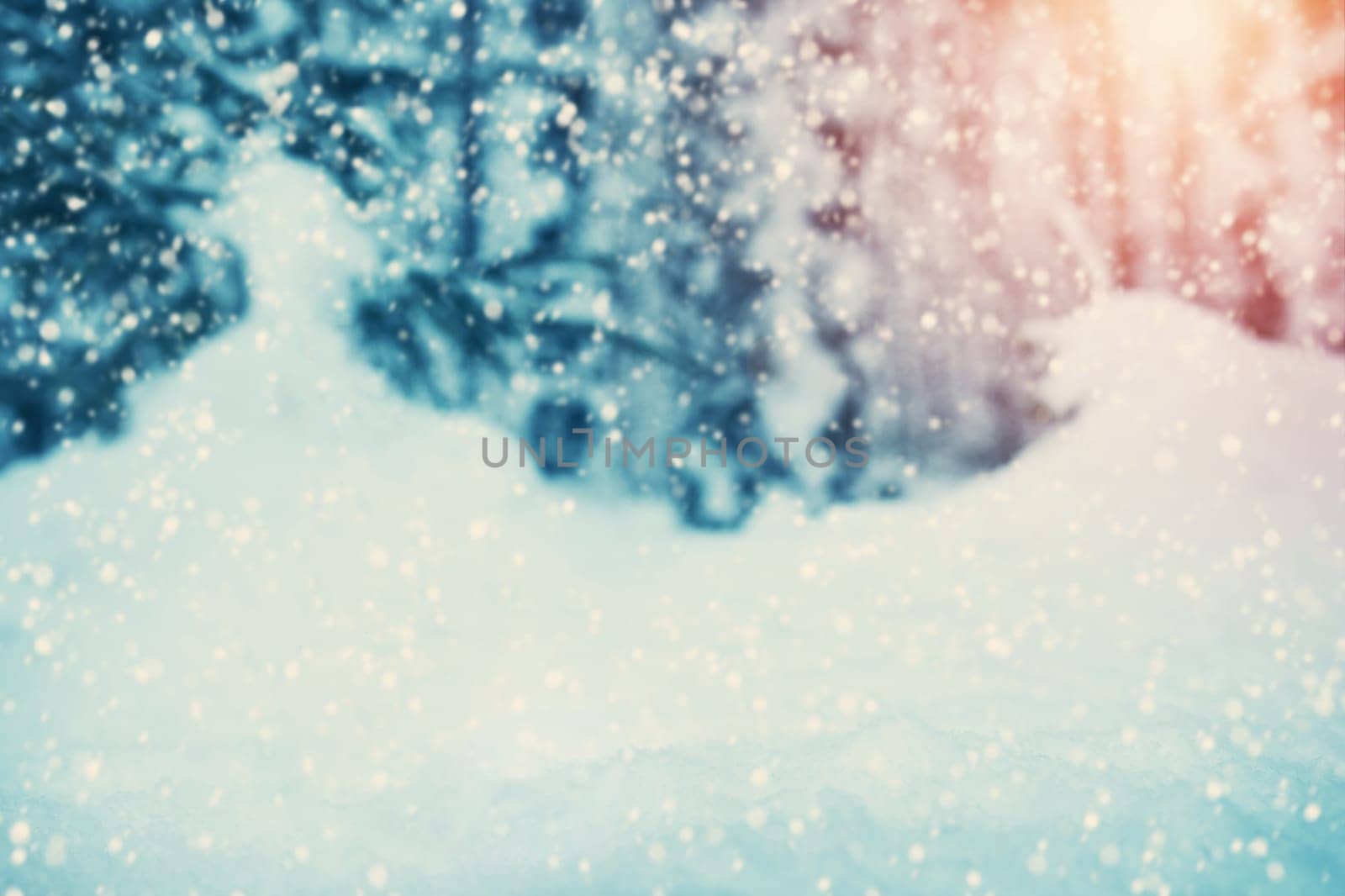 snowy background with beautiful sunshine. Forest covered with snow at snowfall