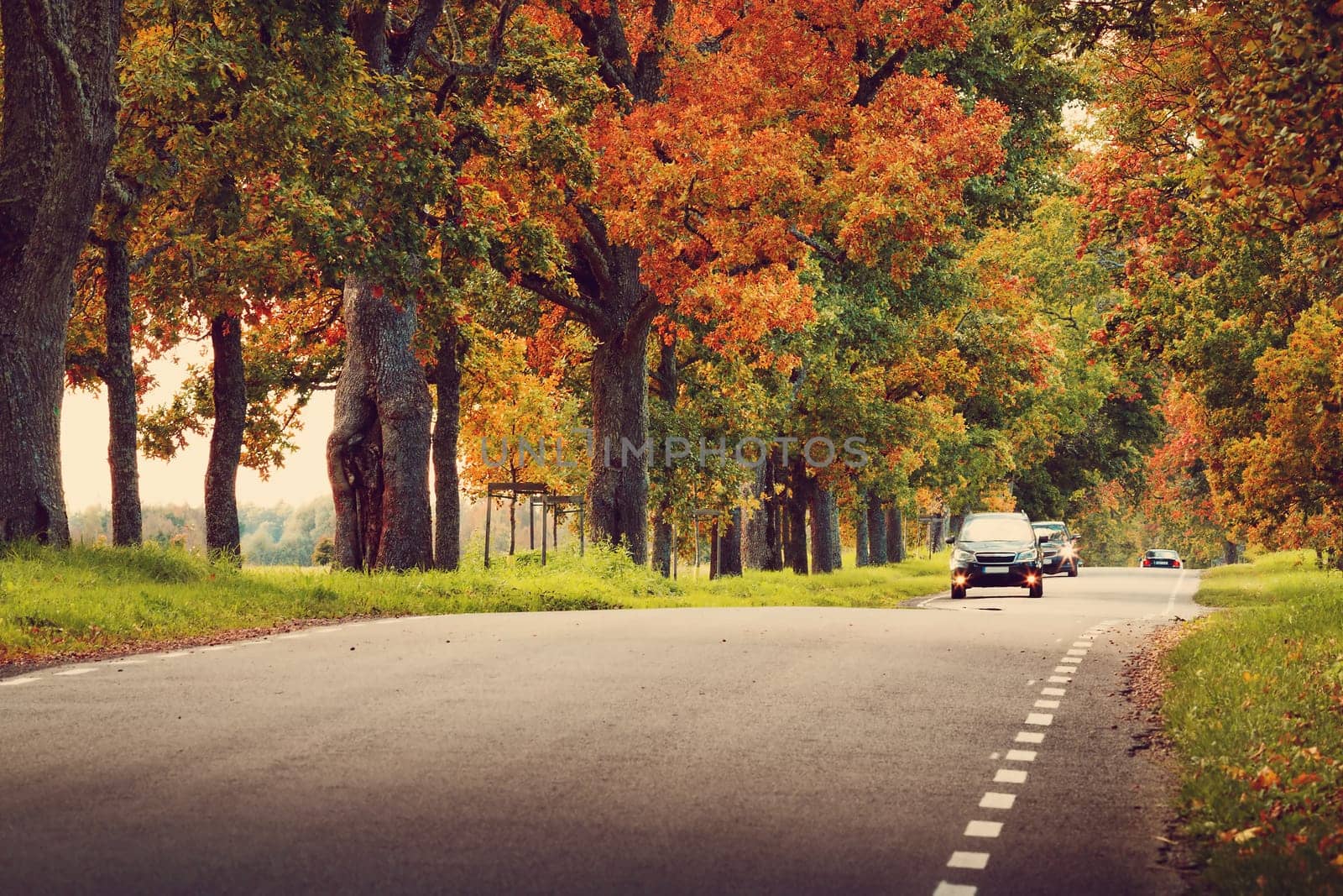 old asphalt road with beautiful trees on the sides in autumn