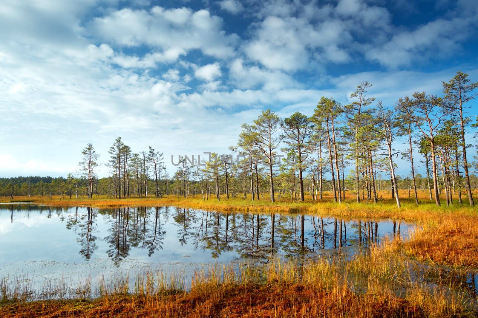 Viru bogs at Lahemaa national park in autumn