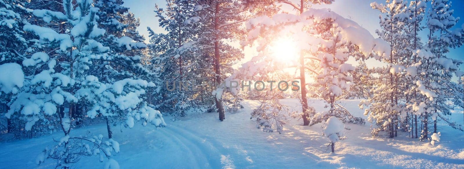 Pine trees covered with snow on frosty evening. Beautiful winter panorama
