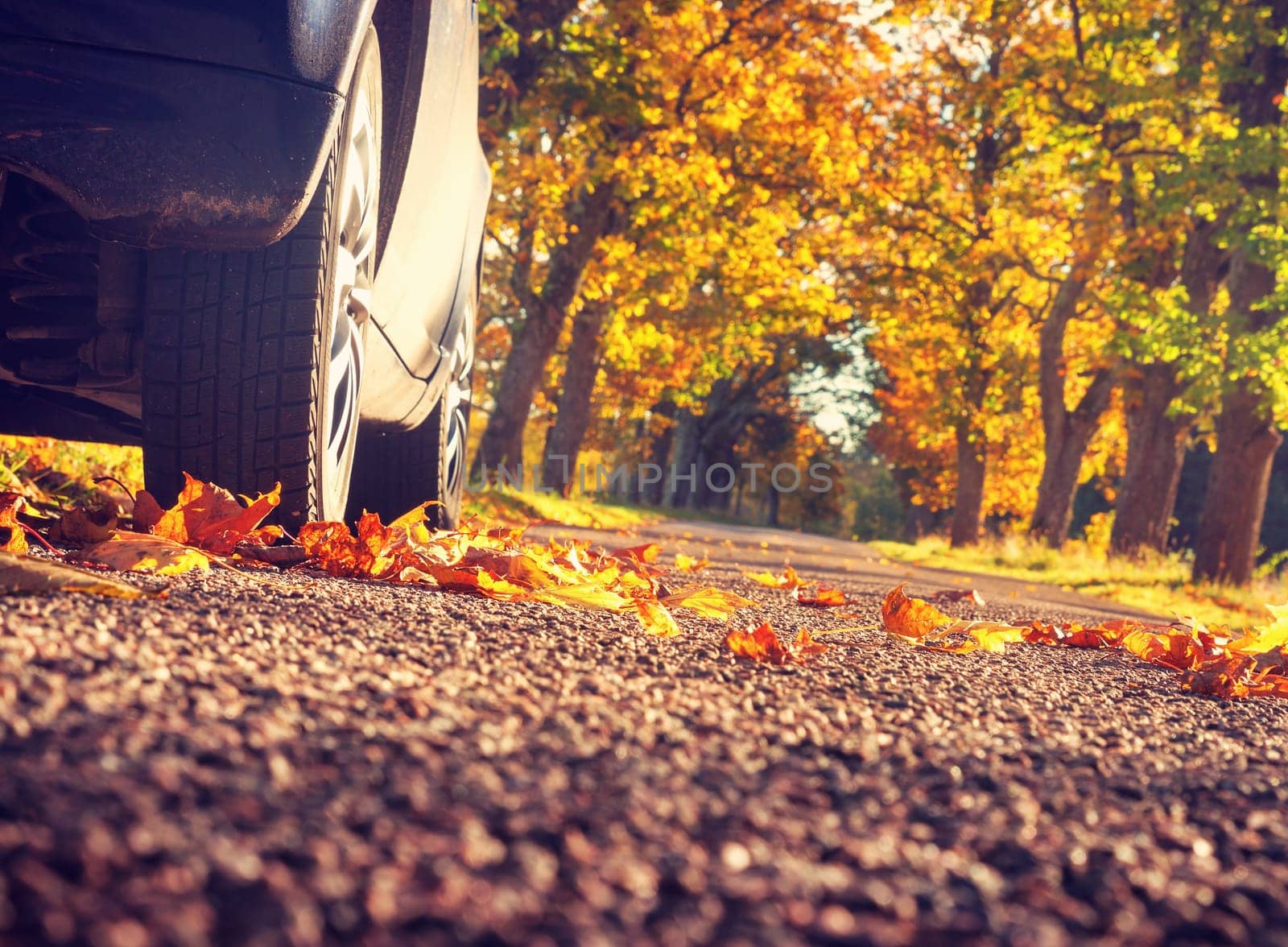 Car on asphalt road on autumnr day at park