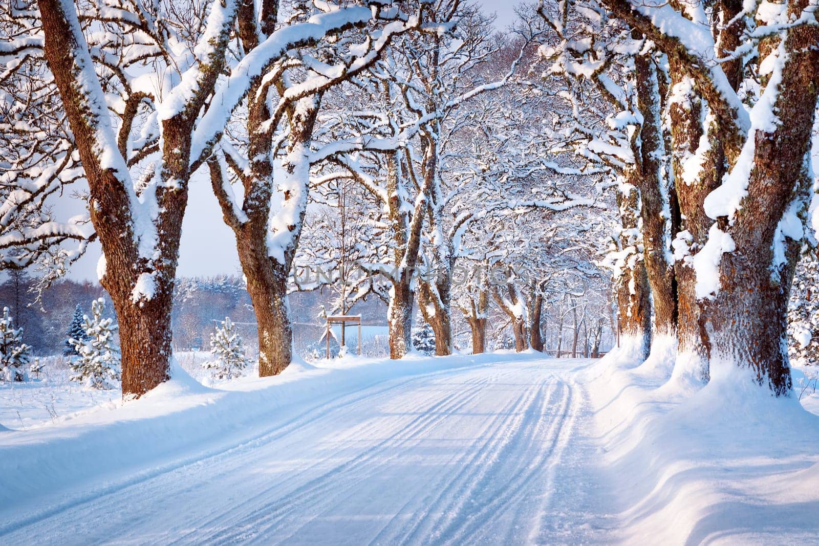 Alley in snowy morning with beautiful trees on the sides