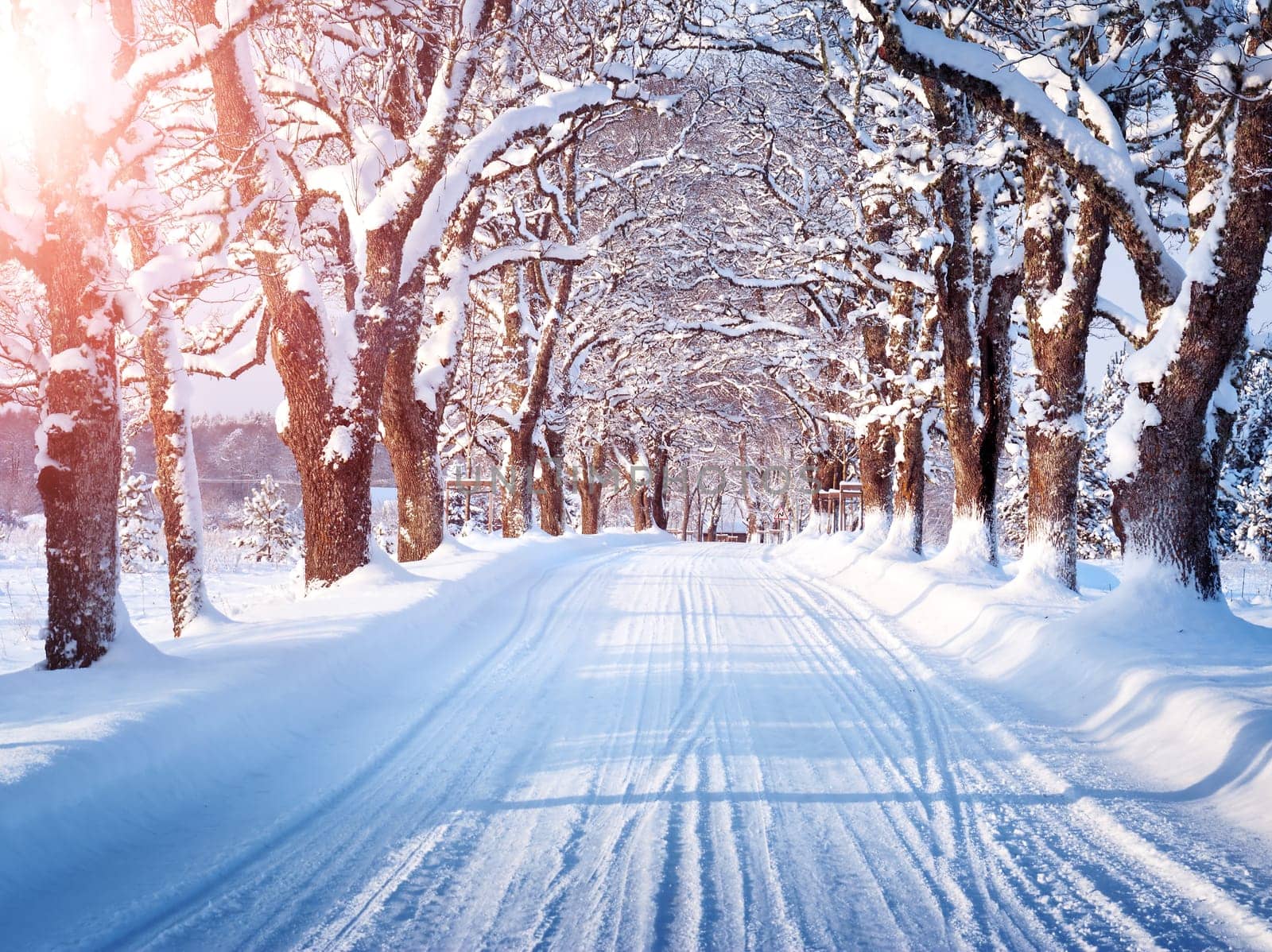 Alley in snowy morning with beautiful trees on the sides