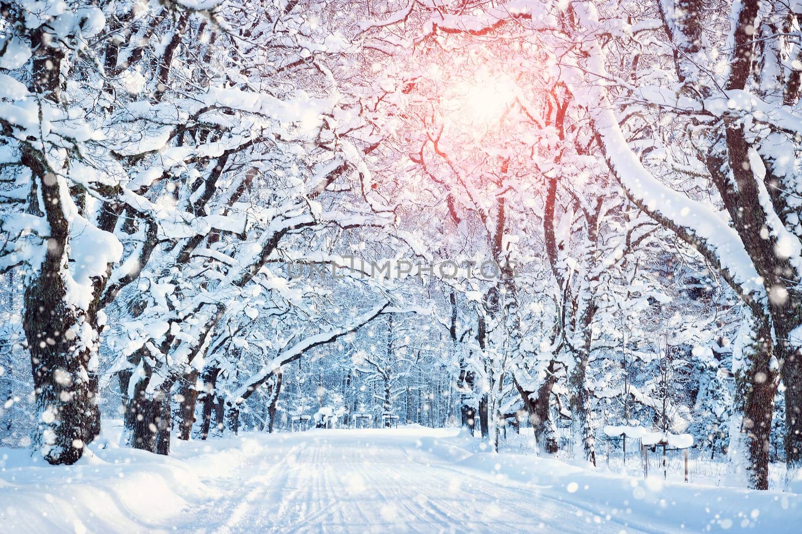 Alley in snowy morning with beautiful trees on the sides
