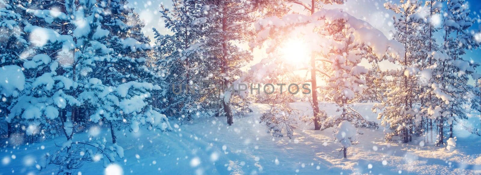 Pine trees covered with snow on frosty evening. Beautiful winter panorama at snowfall