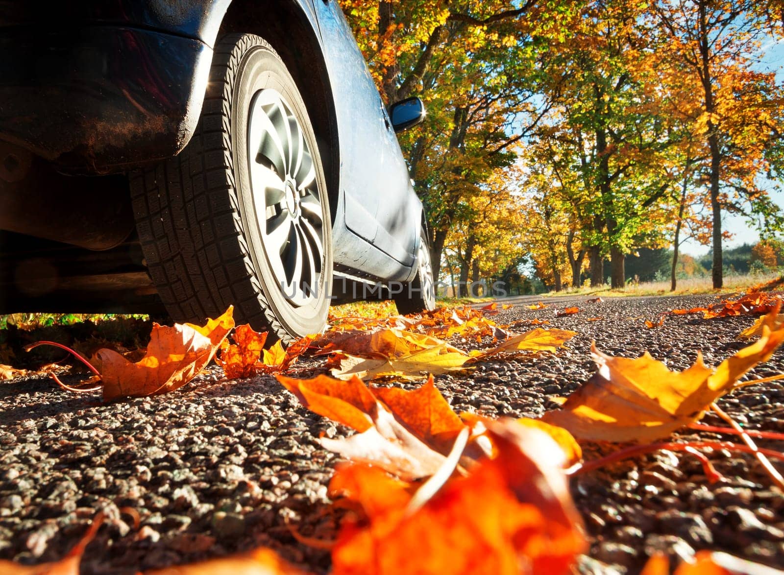 Car on asphalt road on autumnr day at park