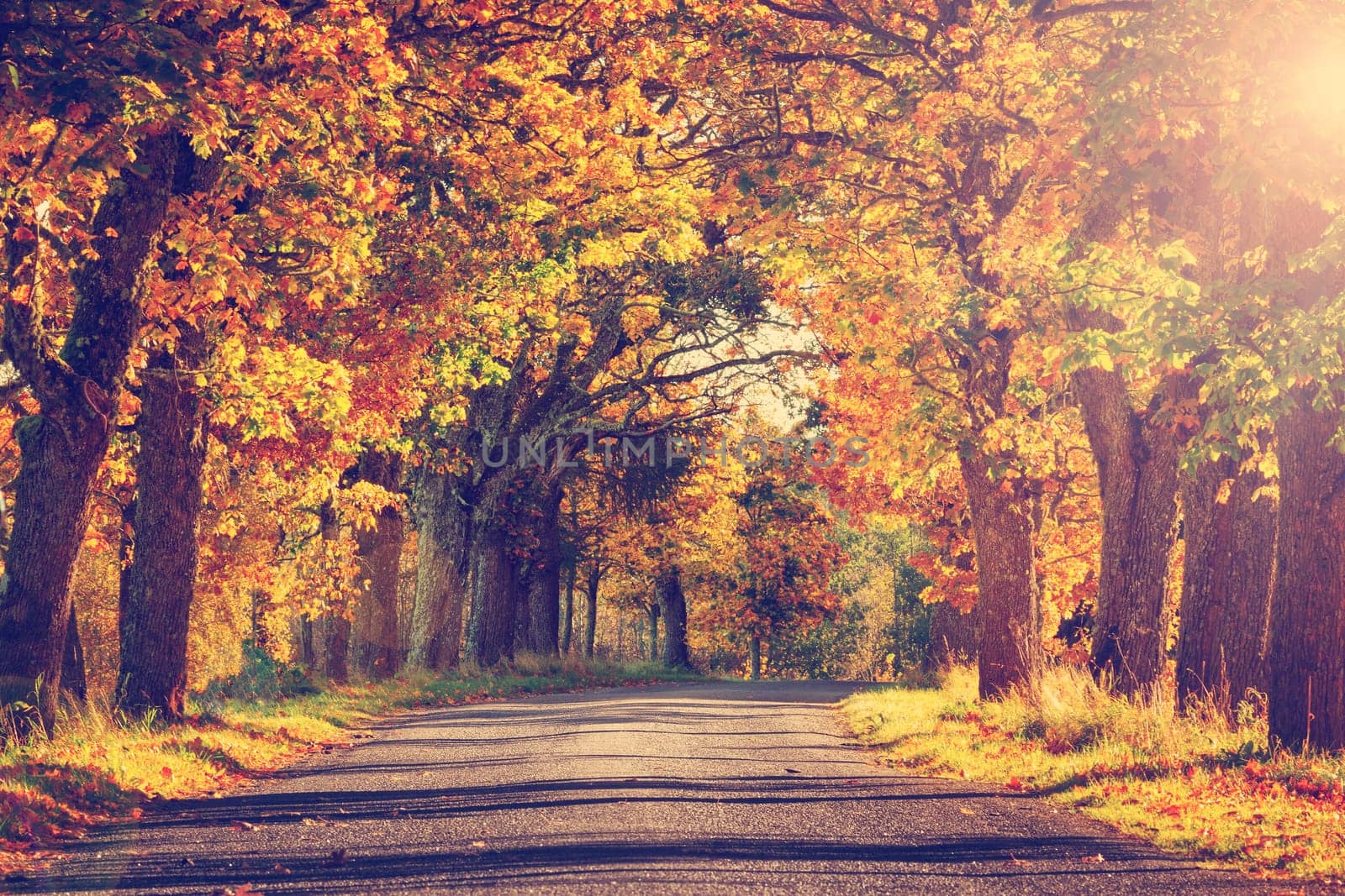 asphalt road with beautiful trees on the sides in autumn
