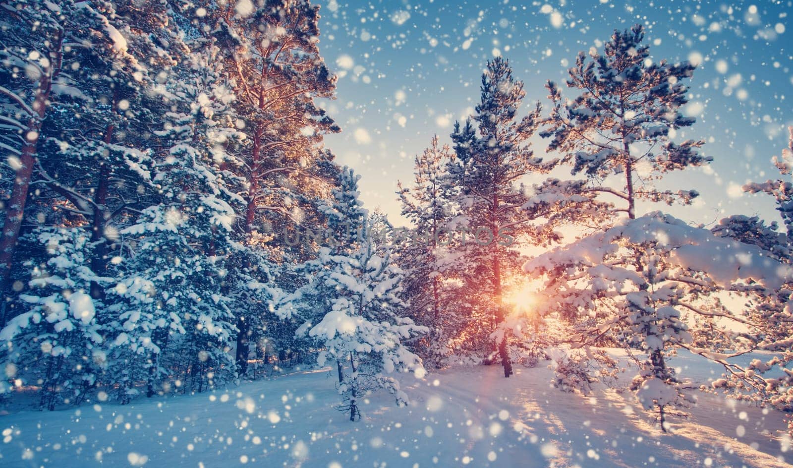 Pine trees covered with snow on frosty evening. Beautiful winter panorama at snowfall