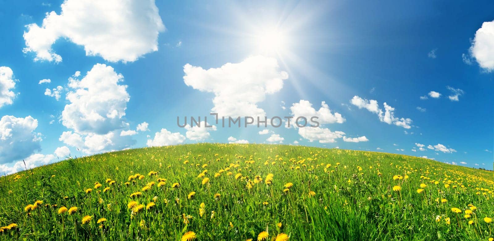 Green field with yellow dandelions and blue sky. Flowers on grassland in beautiful sunny weather with fluffy clouds