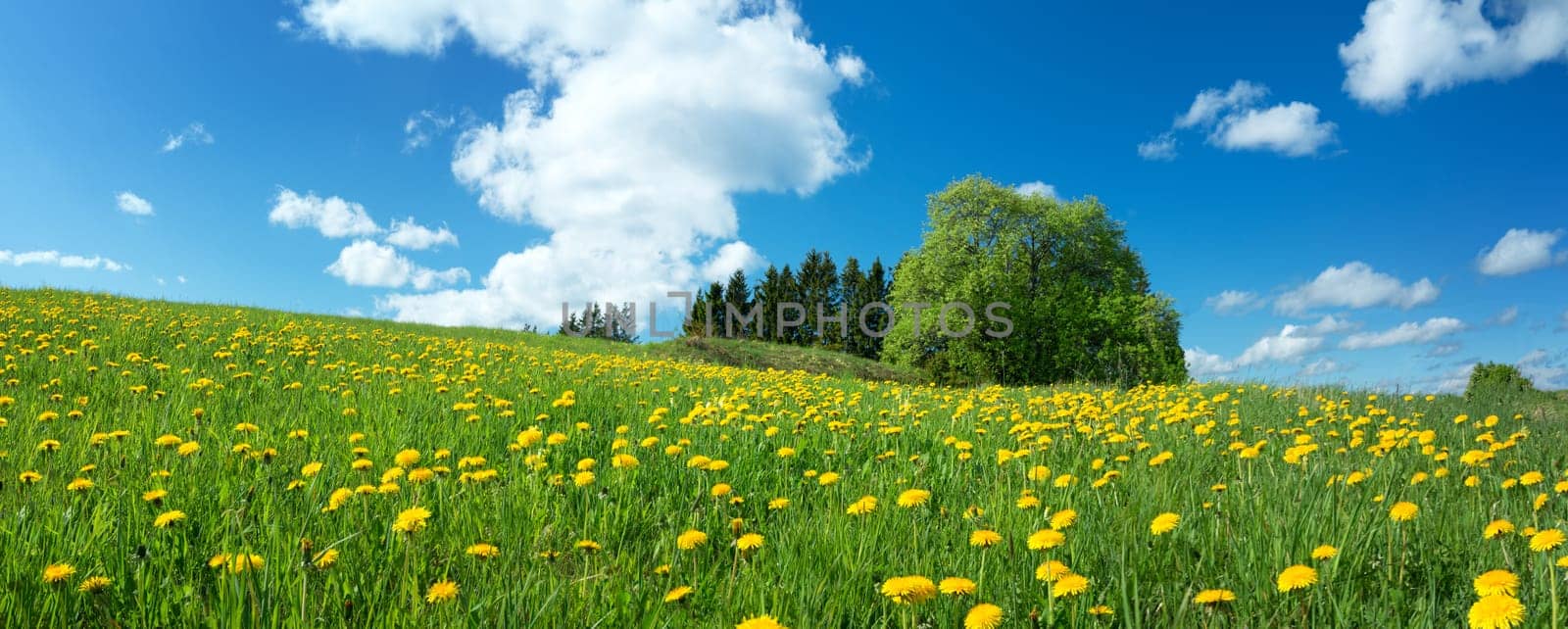 Green field with yellow dandelions and blue sky. Panoramic view to grass and flowers on the hill on sunny spring day