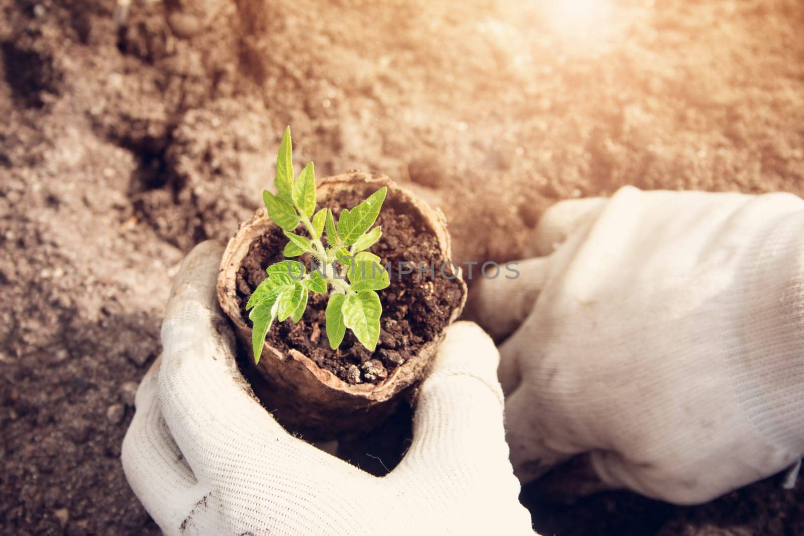 Hands putting tomato seedling into the soil