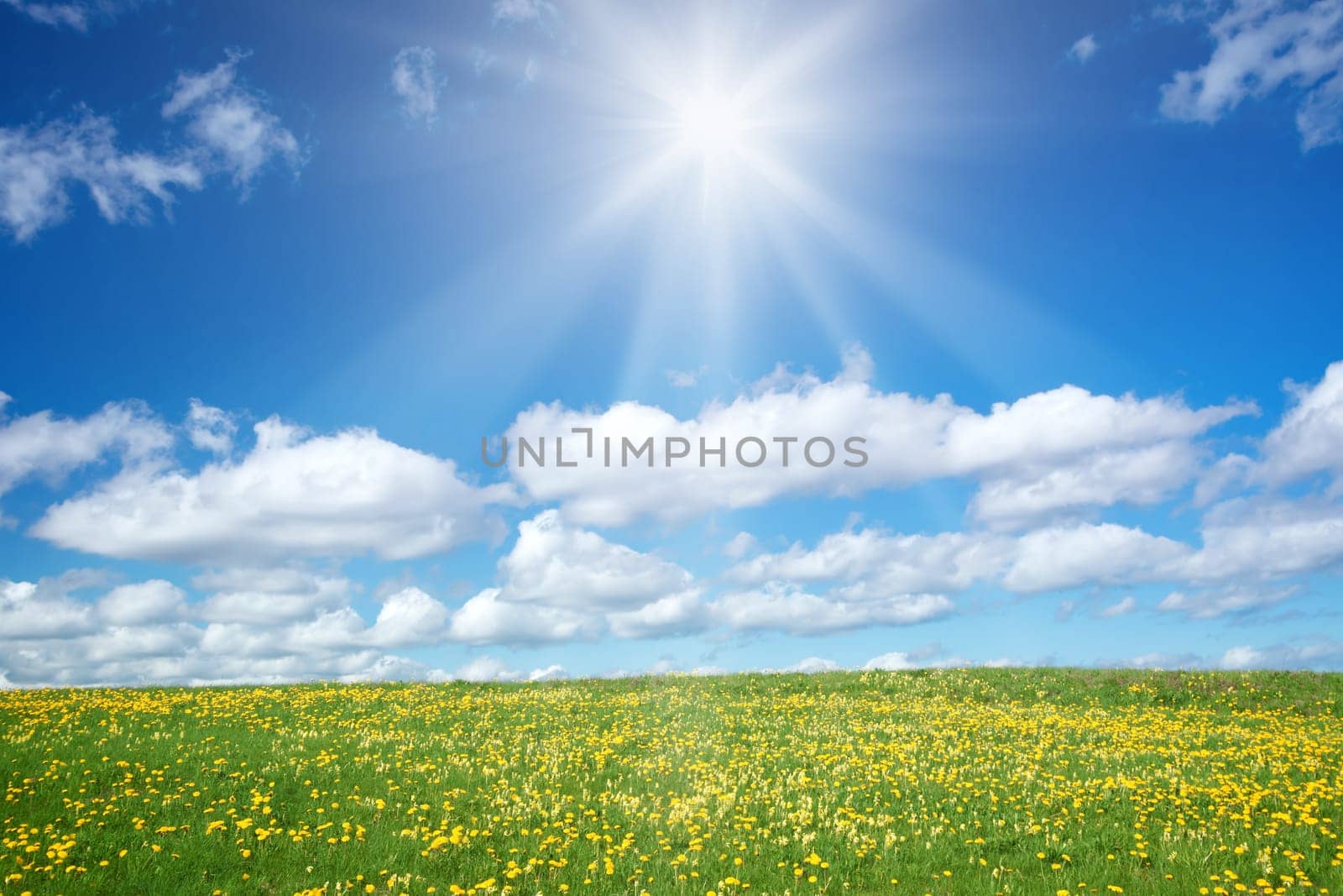 Field with yellow dandelions and blue sky