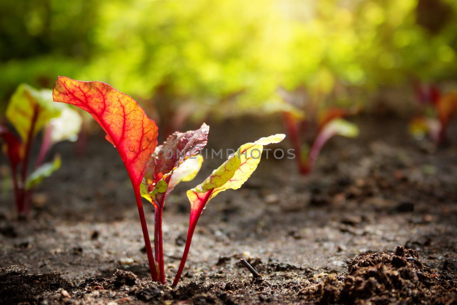 New beetroot seedlings growing in black soil