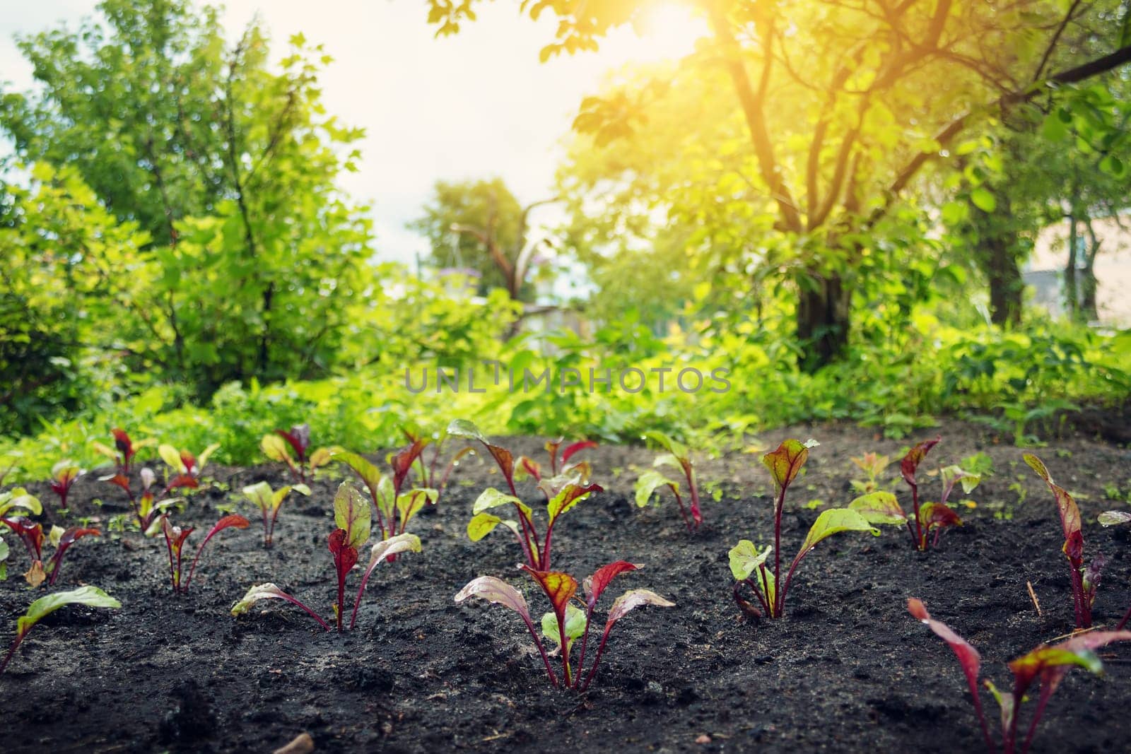 New beetroot seedlings growing in black soil