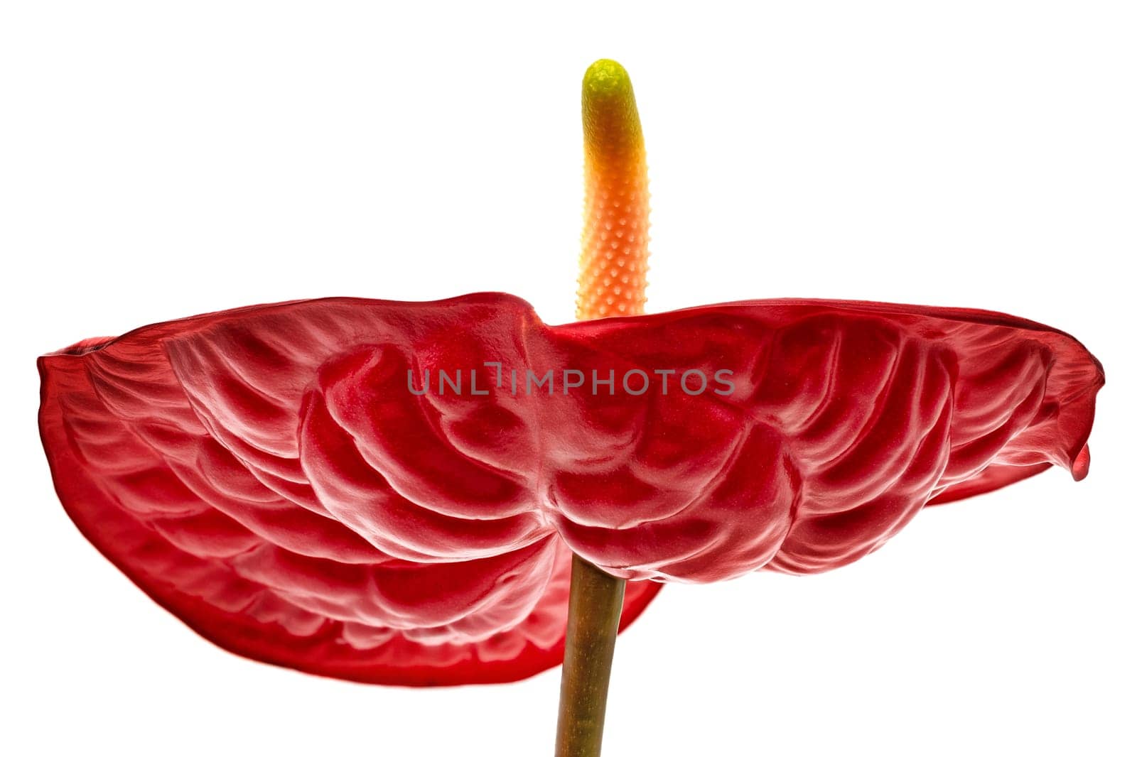Flamingo Lily Red, close up of beautiful anthurium on white background