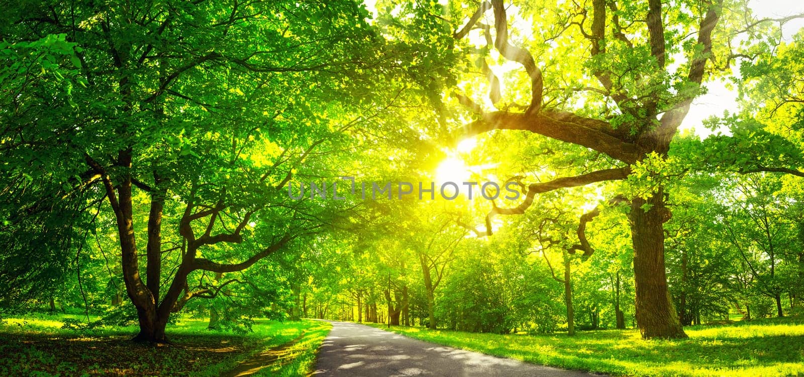 old oak tree foliage in morning light with sunlight