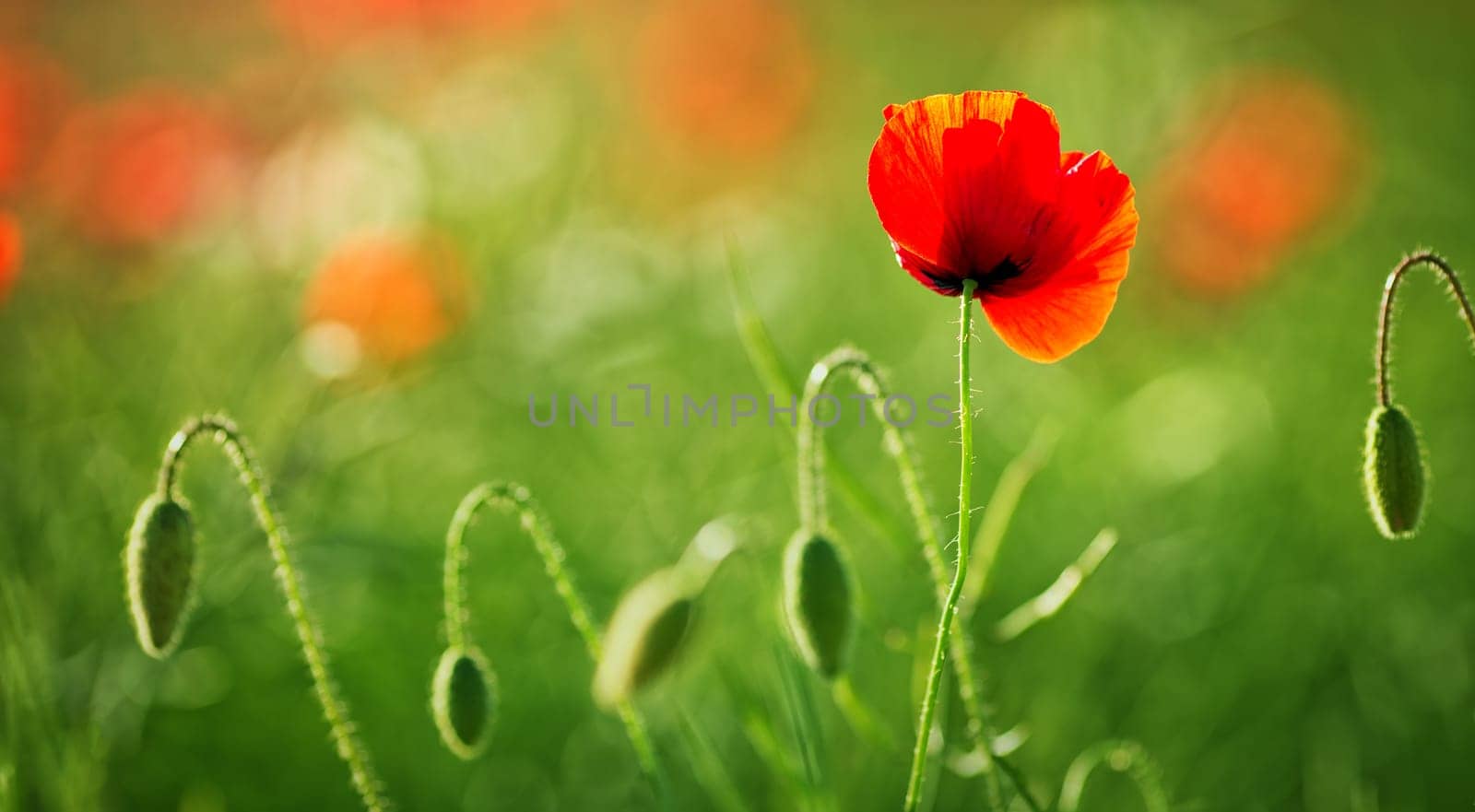 Beautiful poppy flowers on the field at sunset