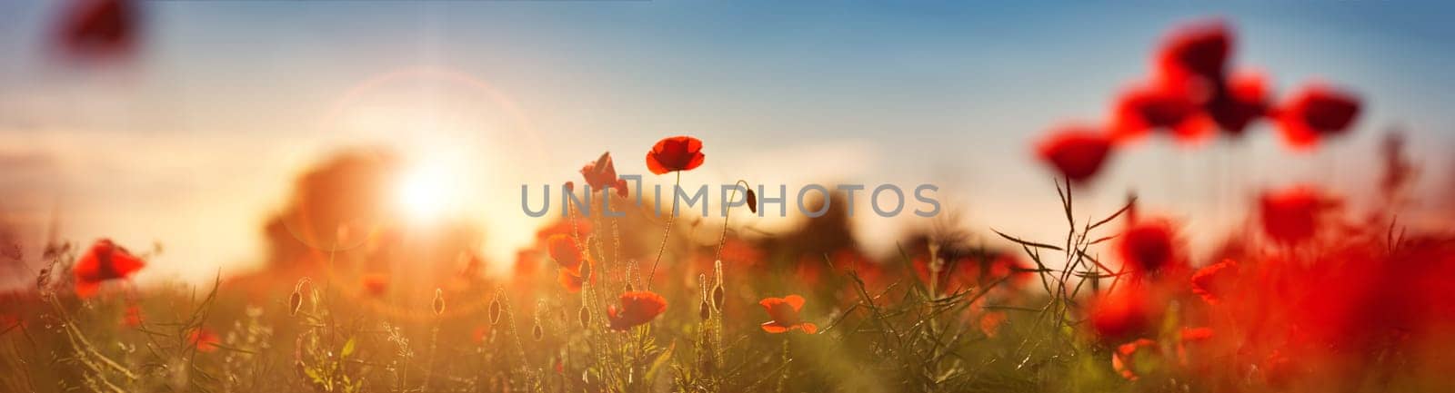 Beautiful poppy flowers on the field at sunset