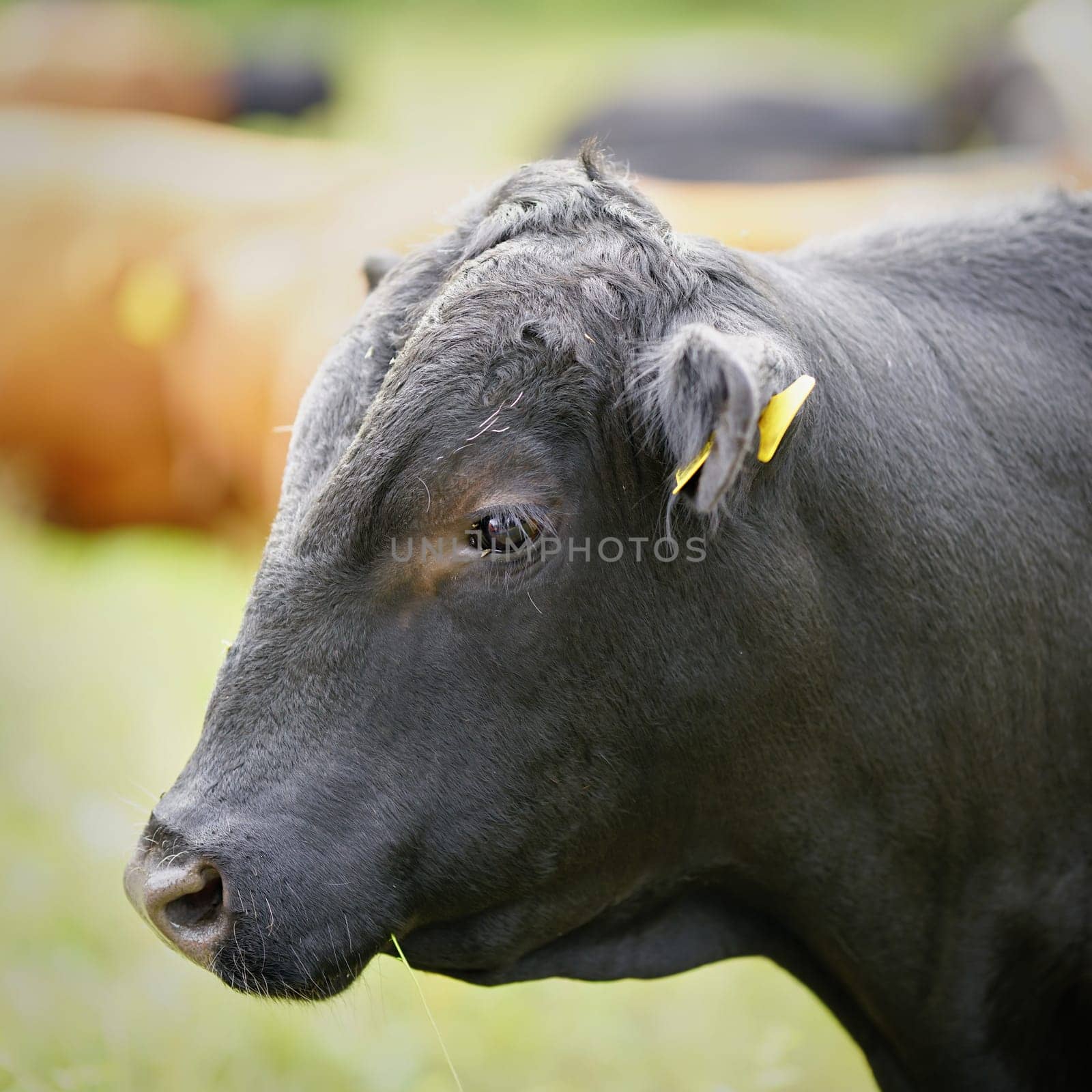 Cow on a meadow in Herrenkrug near Magdeburg used for landscape conservation