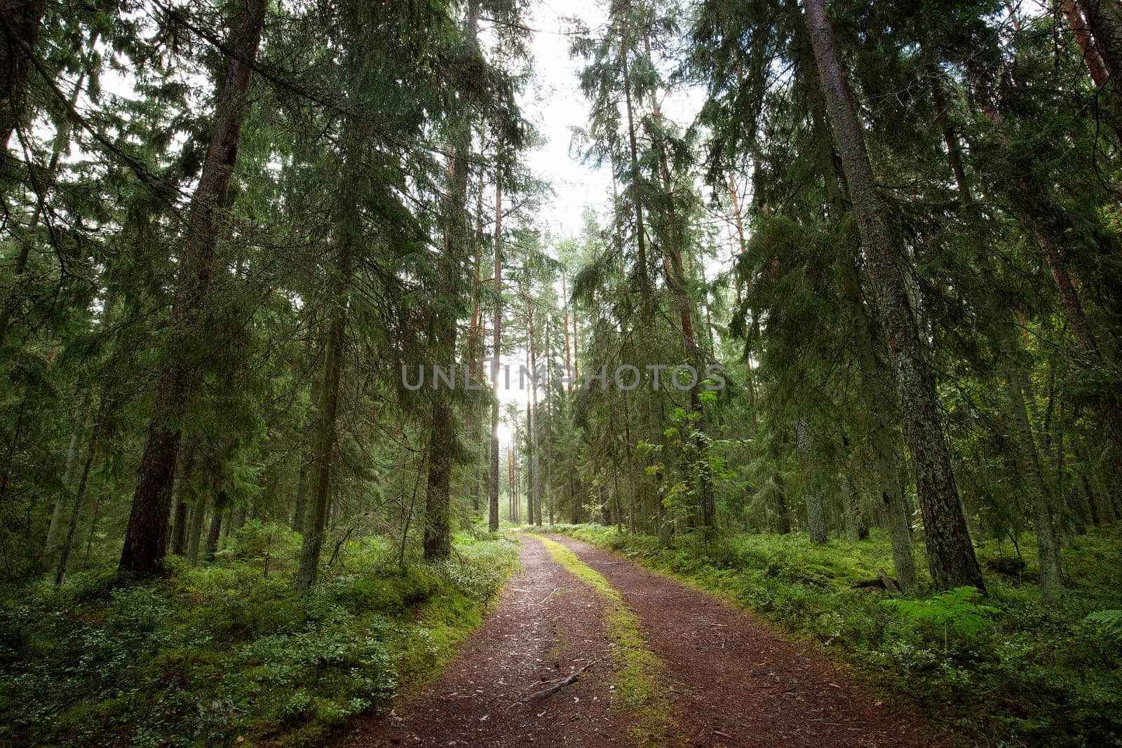 Lahemaa national park forest panorama in early september