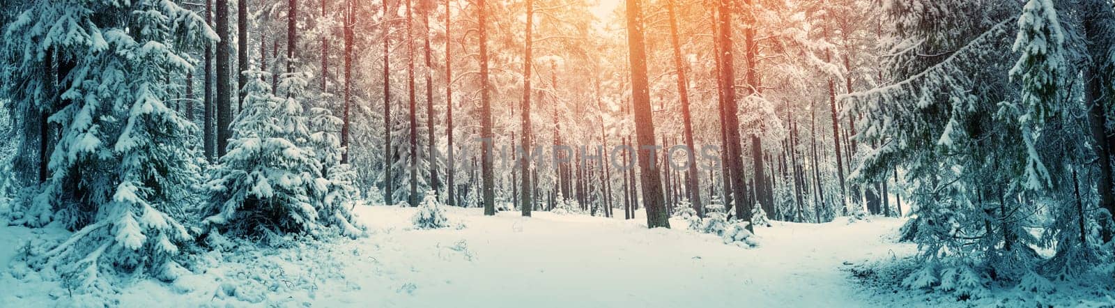 Pine trees covered with snow on frosty evening. Beautiful winter panorama