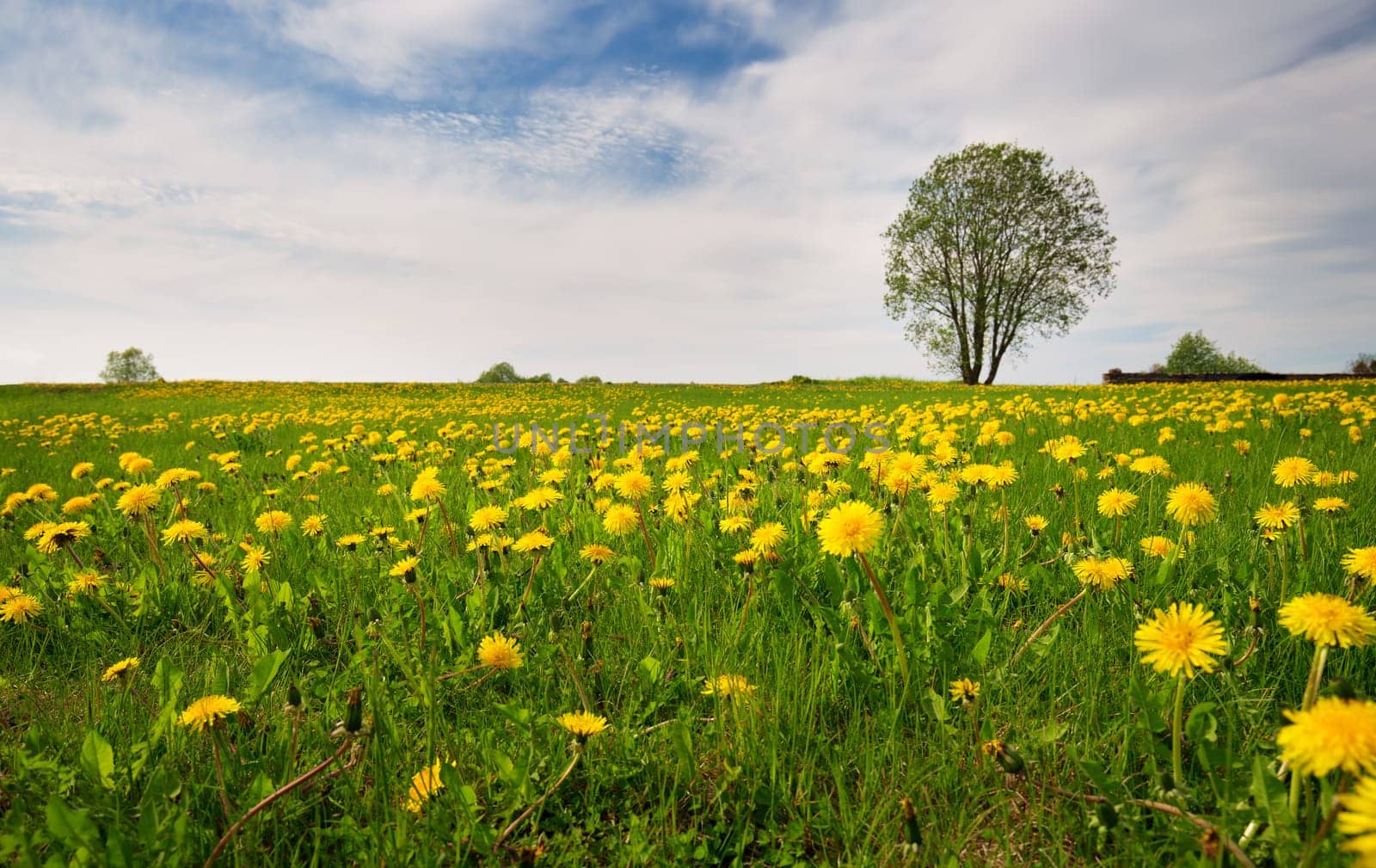 Green field with yellow dandelions and blue sky. Panoramic view to grass and flowers on the hill on sunny spring day