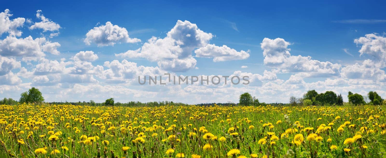 Green field with yellow dandelions and blue sky. Panoramic view to grass and flowers on the hill on sunny spring day