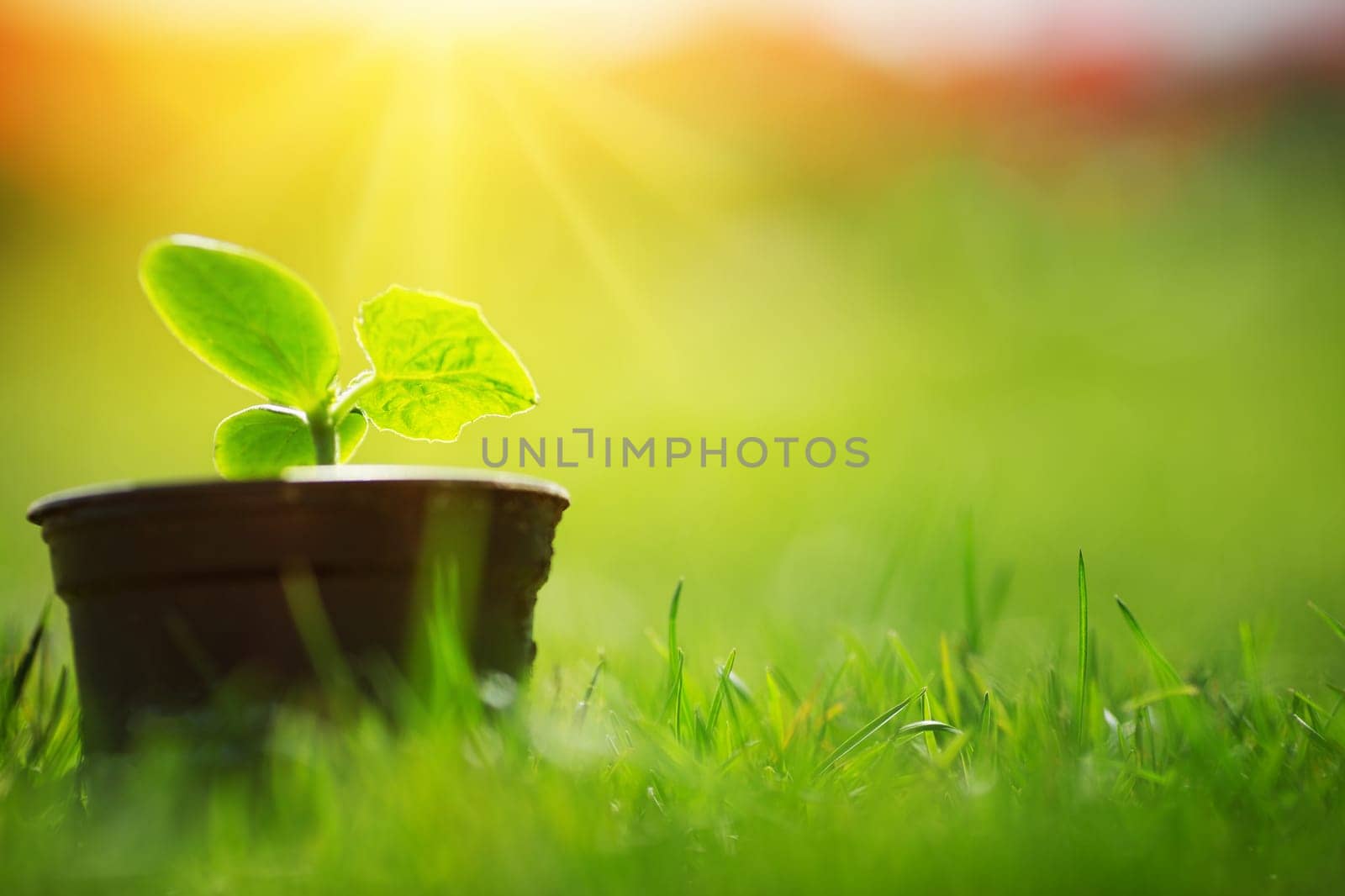 cucumber seedlings growing in the soil in pot outdoors