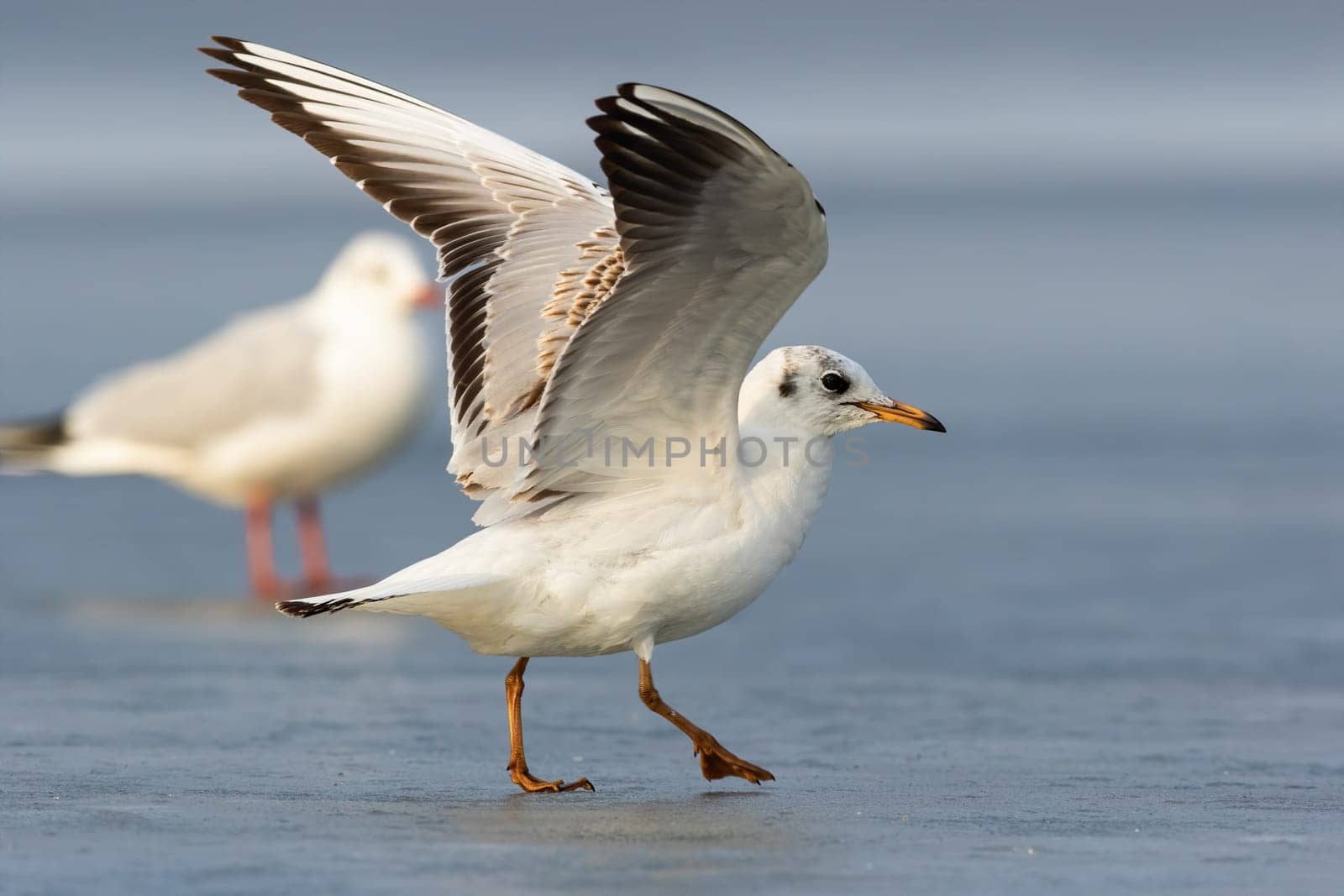 Two black-headed gull, chroicocephalus ridibundus, landing on ice in winter nature. Pair of birds standing with open wings on frozen river. Feathered aquatic animals looking in white environment.