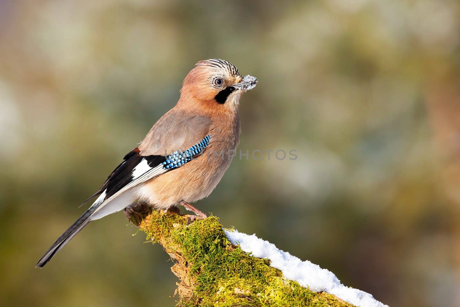 Alert eurasian jay, garrulus glandarius, sitting on branch in wintertime. Attentive bird with blue stripe on wings observing on mossy twig covered with snow. Small brown feathered animal in nature.