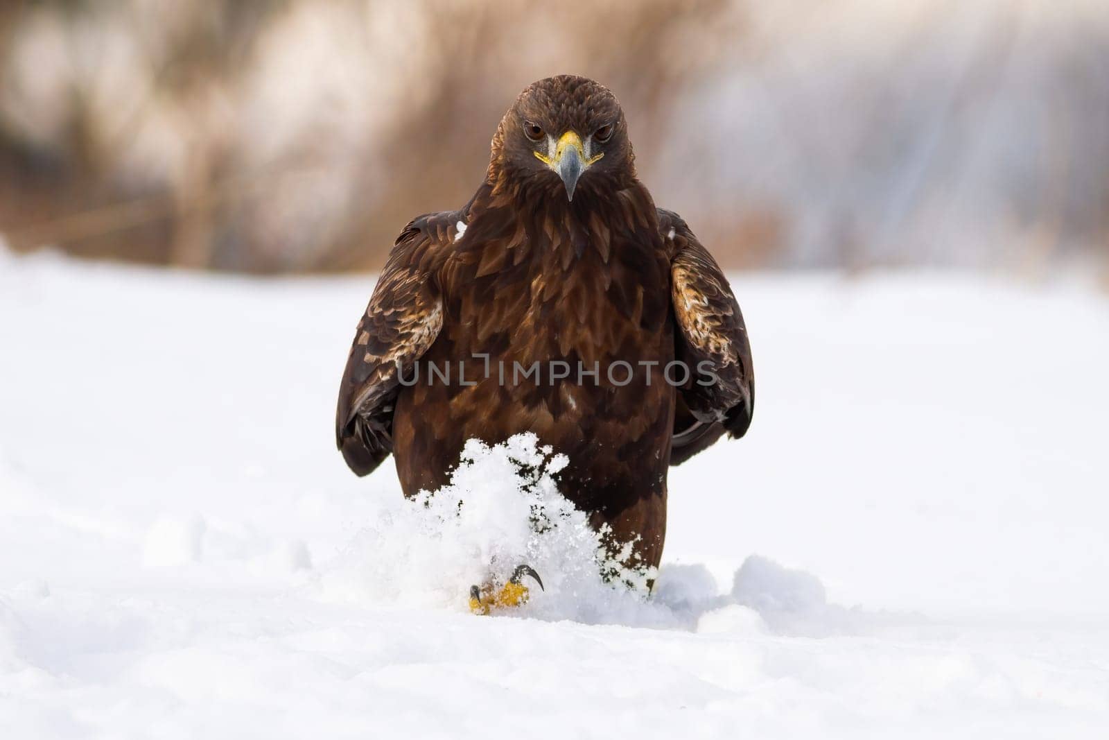 Omnious golden eagle, aquila chrysaetos, walking on meadow in winter nature. Dangerous bird of prey approaching on white field from front. Wild feathered animal wading in deep snow in sunlight.