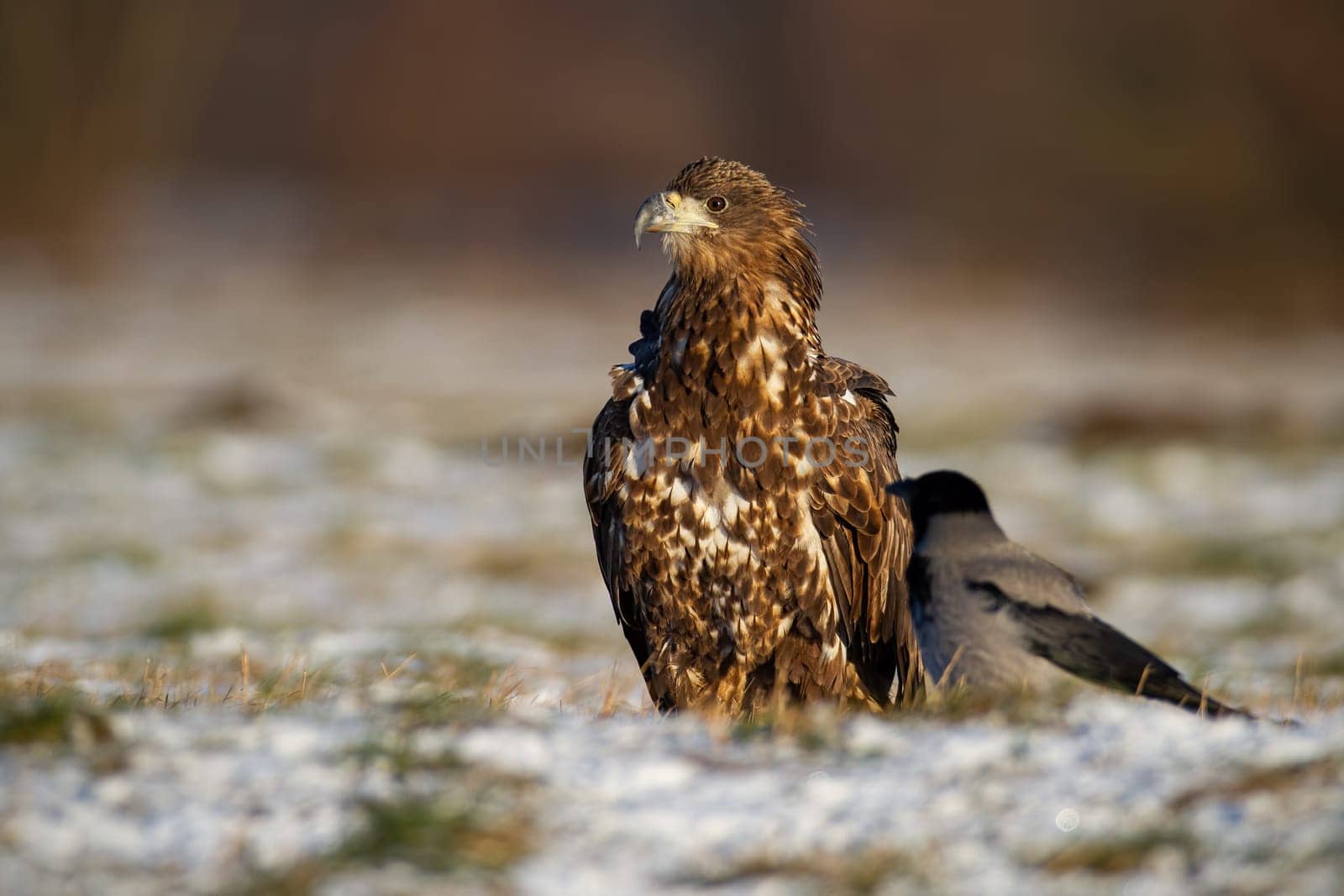 Juvenille white-tailed eagle, haliaeetus albicilla, sitting on white grass in winter. Wild hunter with another feathered animal observing on snowy meadow. Young majestic bird waiting on field.
