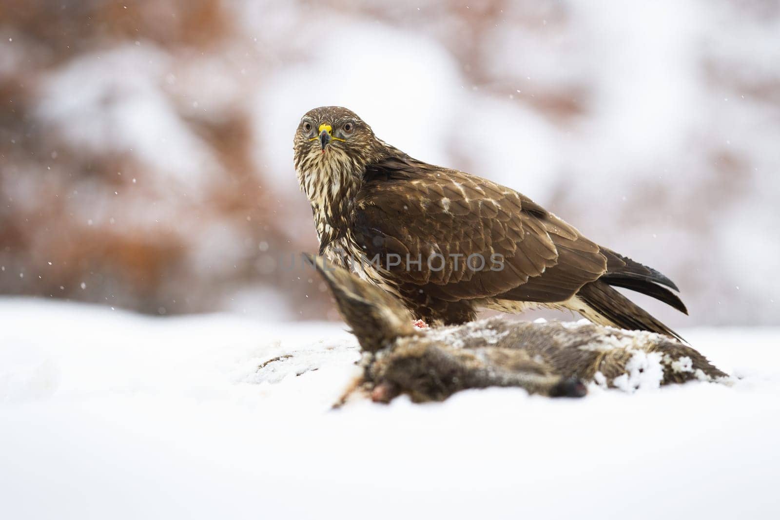 Majestic common buzzard, buteo buteo, sitting on field in winter covered with snow. Hungry bird looking to the camera on white meadow in freezing weather.e.