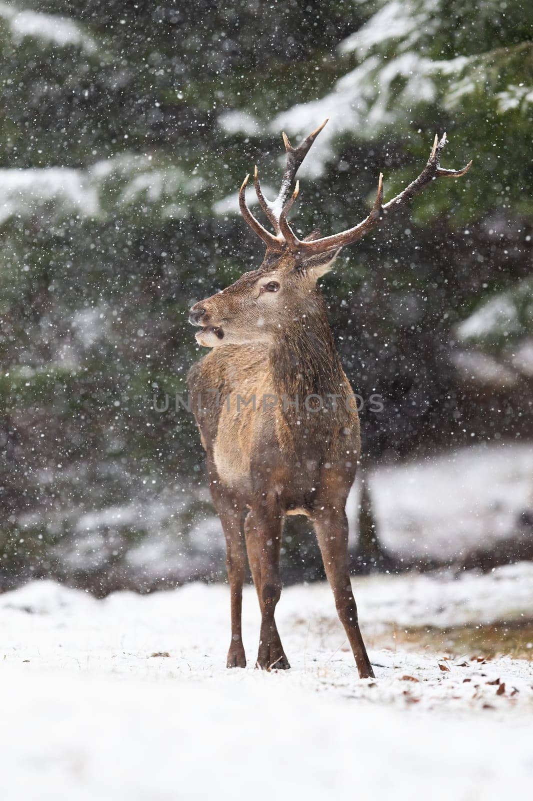 Red deer, cervus elaphus, standing in forest during winter snowstorm. Horizontal composition of wild stag observing in snowy woodland while snowing. Antlered mammal staring aside in white nature.