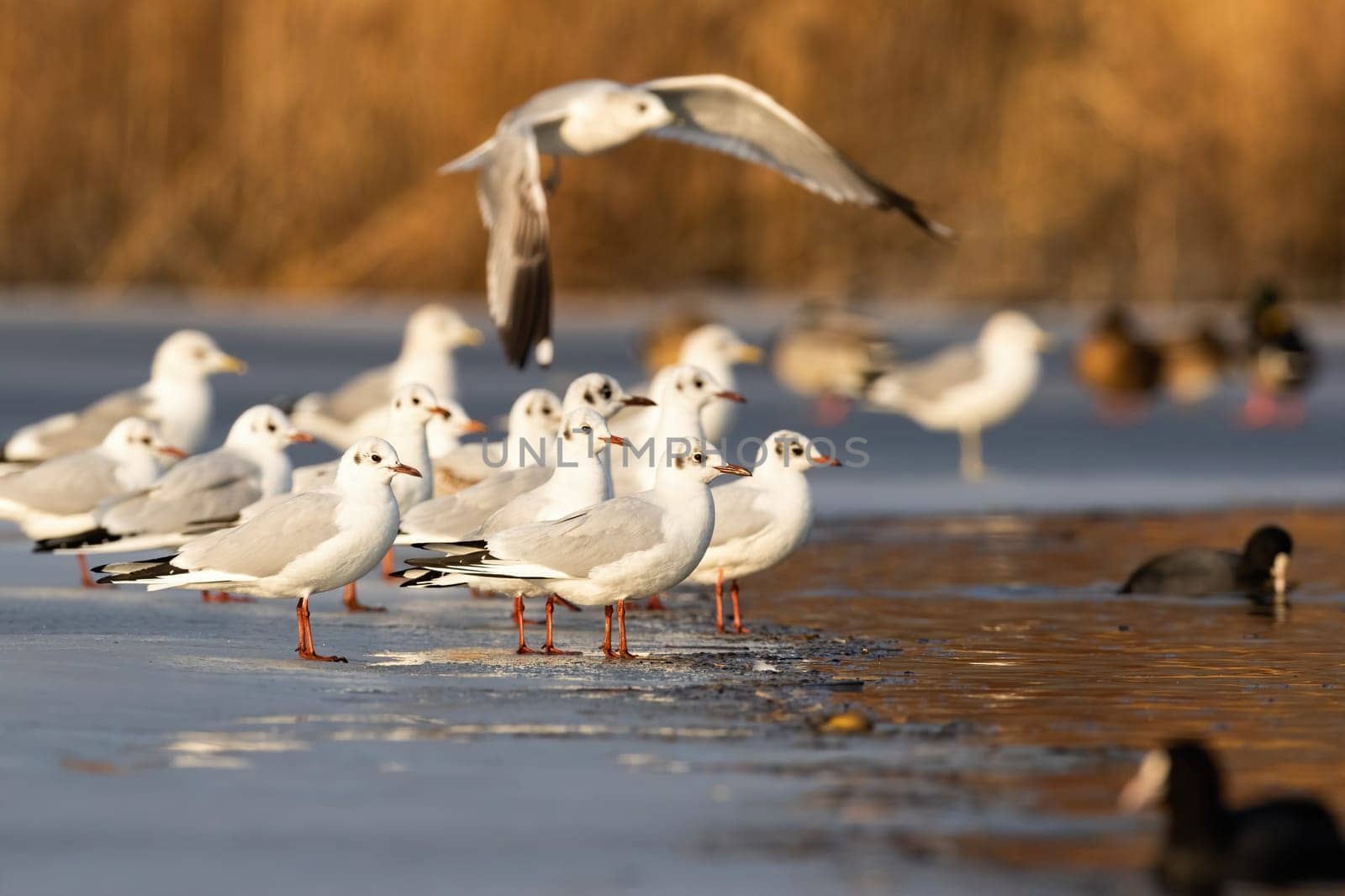 Black-headed gull, chroicocephalus ridibundus, flock standing on ice in winter. Group of aquatic birds looking on frozen water. Feathered white animal flying over the river.