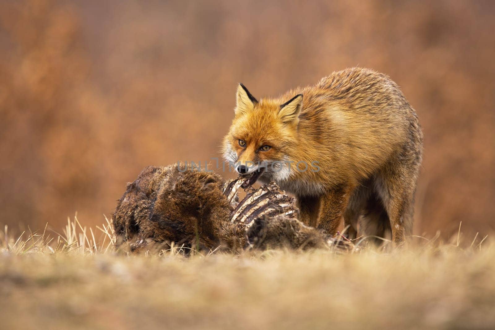 Hungry red fox, vulpes vulpes, feeding on meadow in autumn nature. Wild bushy predator biting bones on dry grass. Orange mammal eating prey on field in fall.