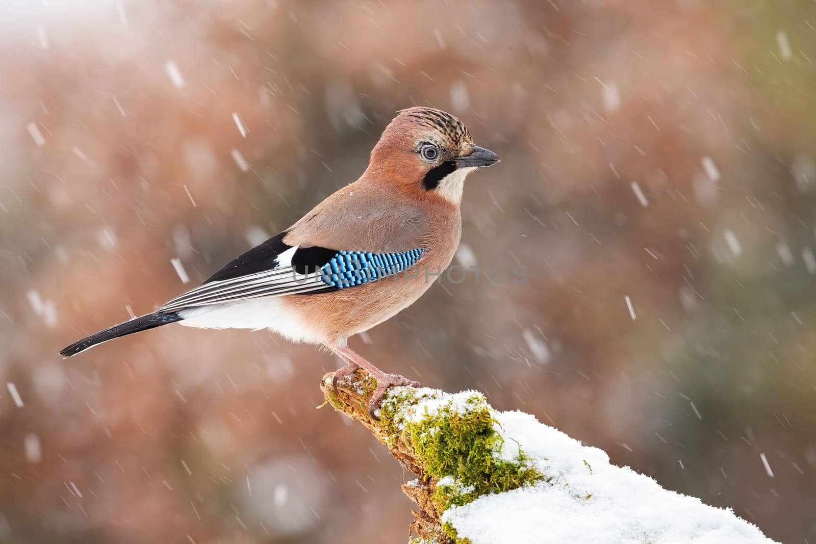 Eurasian jay, garrulus glandarius, sitting on moss branch during snowing. Colorful bird with blue wings looking on snowy bough in snowstorm. Little brown feathered animal watching on white twig.