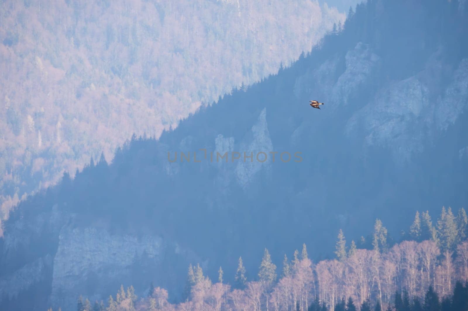 Golden eagle, aquila chrysaetos, flying over the mountains in autumn. Minimalistic composition of bird of prey in flight above the forest from distance. Feathered animal in the air with copy space.