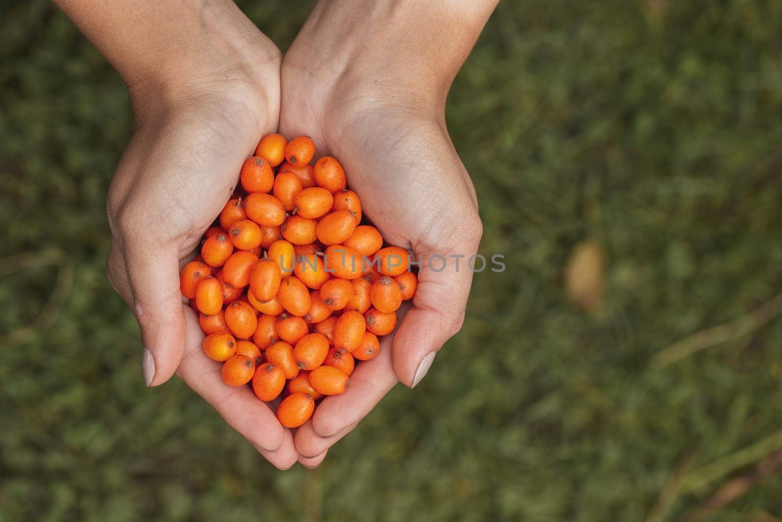 Handful full of ripe orange sea-buckthorn, hippophae rhamnoides, berries collected in garden. Woman holding heap of small juicy fruits above green grass. Harvesting healthy food.