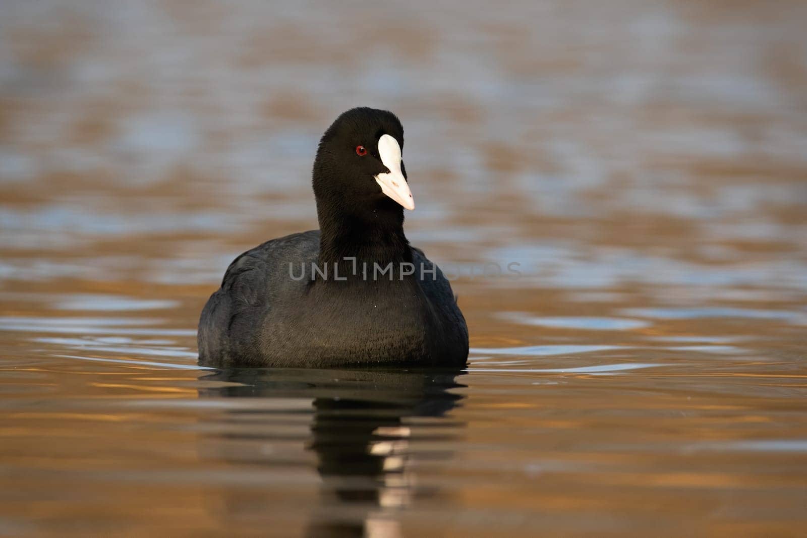 Eurasian coot, fulica atra, floating on water in autumn nature. Dark bird swimming in river in spring. Black feathered animal with white beak looking from lake.
